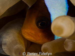 Clownfish by Pieter Firlefyn 